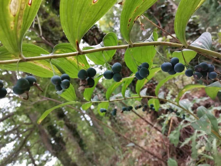Les baies toxiques du sceau de Salomon