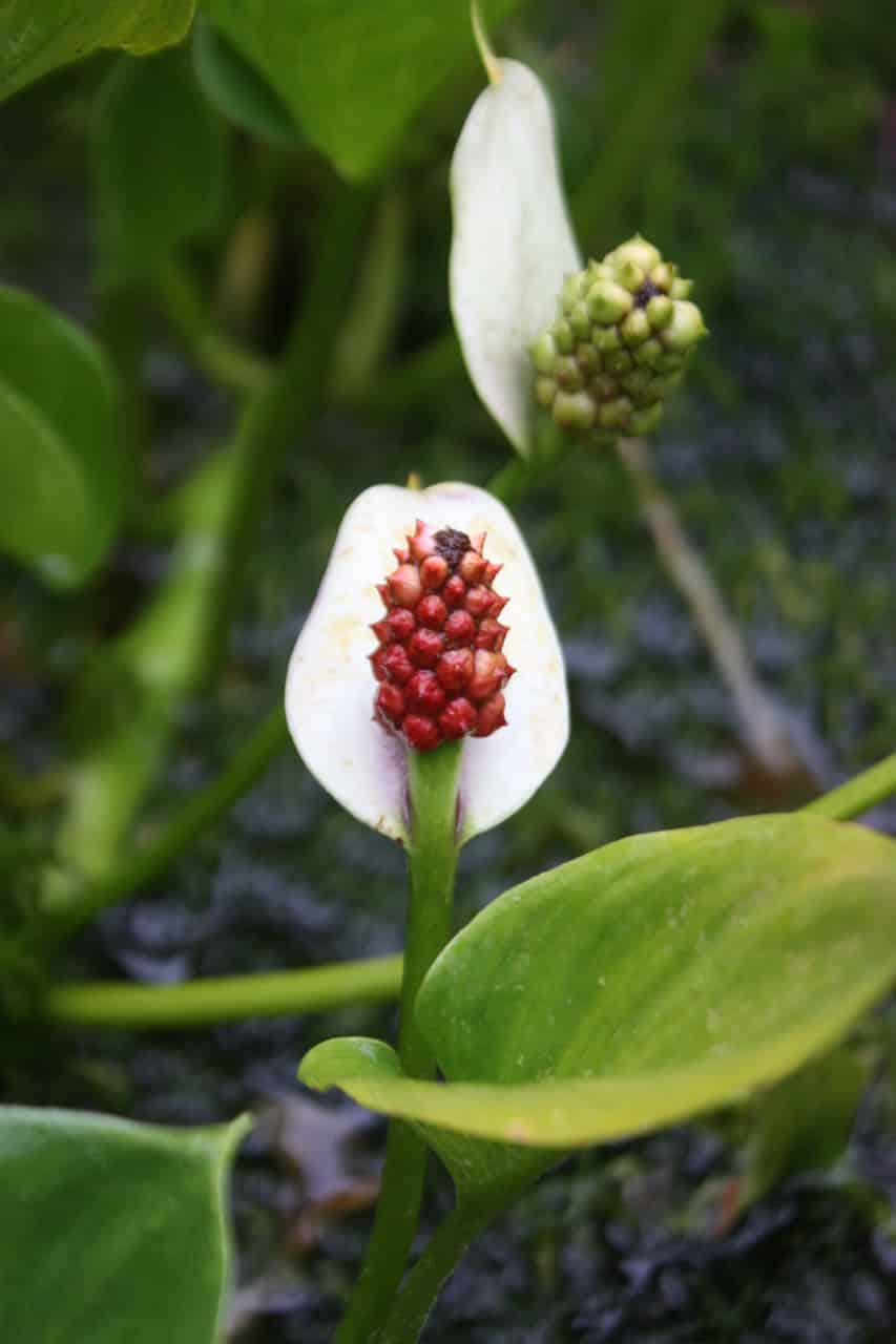 Baies toxiques et mortelles de la calla des marais.