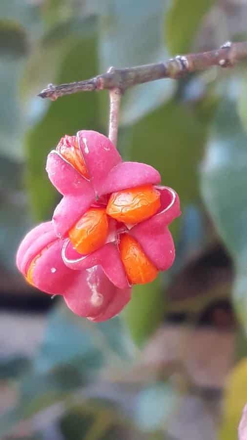 Le fusain d'Europe produit des baies mortelles.