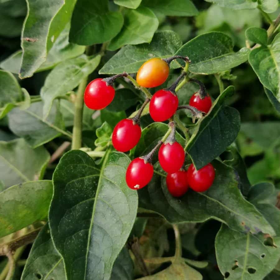 Les baies toxiques de la morelle douce-amère.