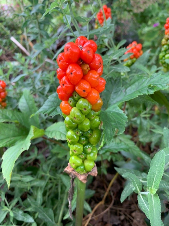 L'arum tachetée produit des baies toxiques.