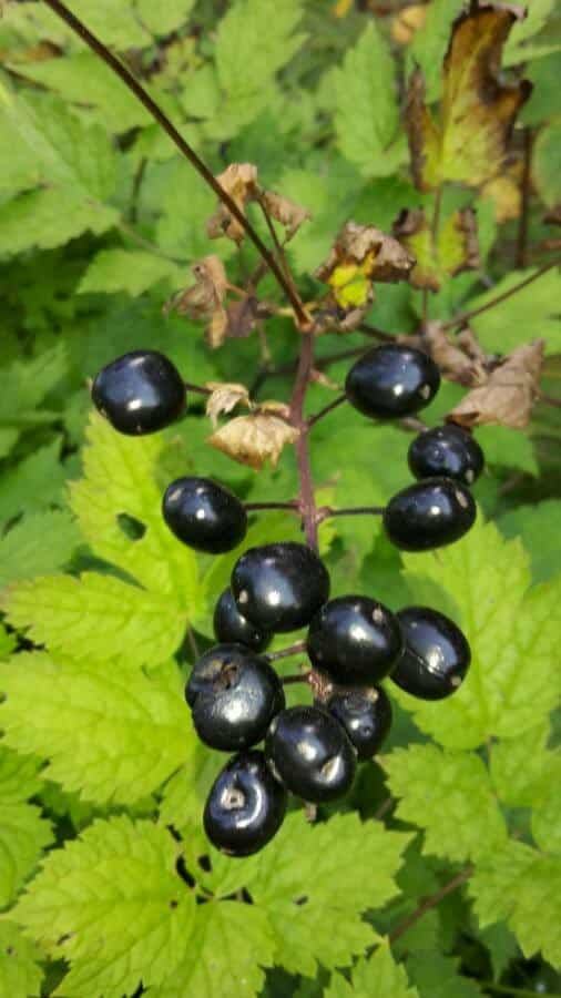 Autres baies toxiques à connaitre : l'actée en épi.