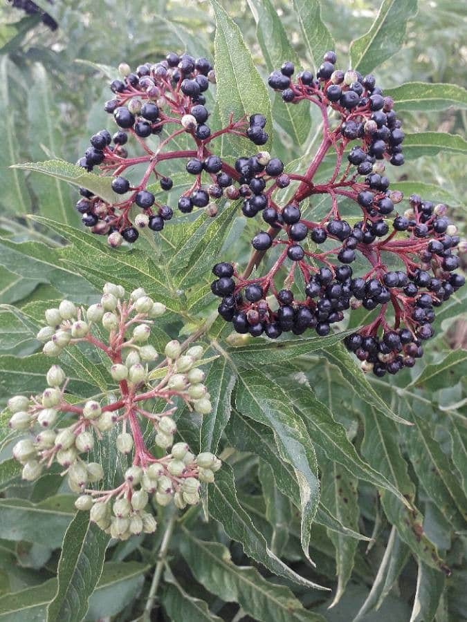 Les baies du sureau hièbe sont légèrement toxiques.