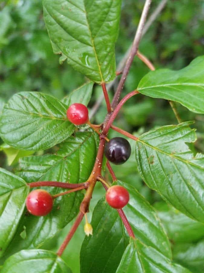 Les baies toxiques de la bourdaine.