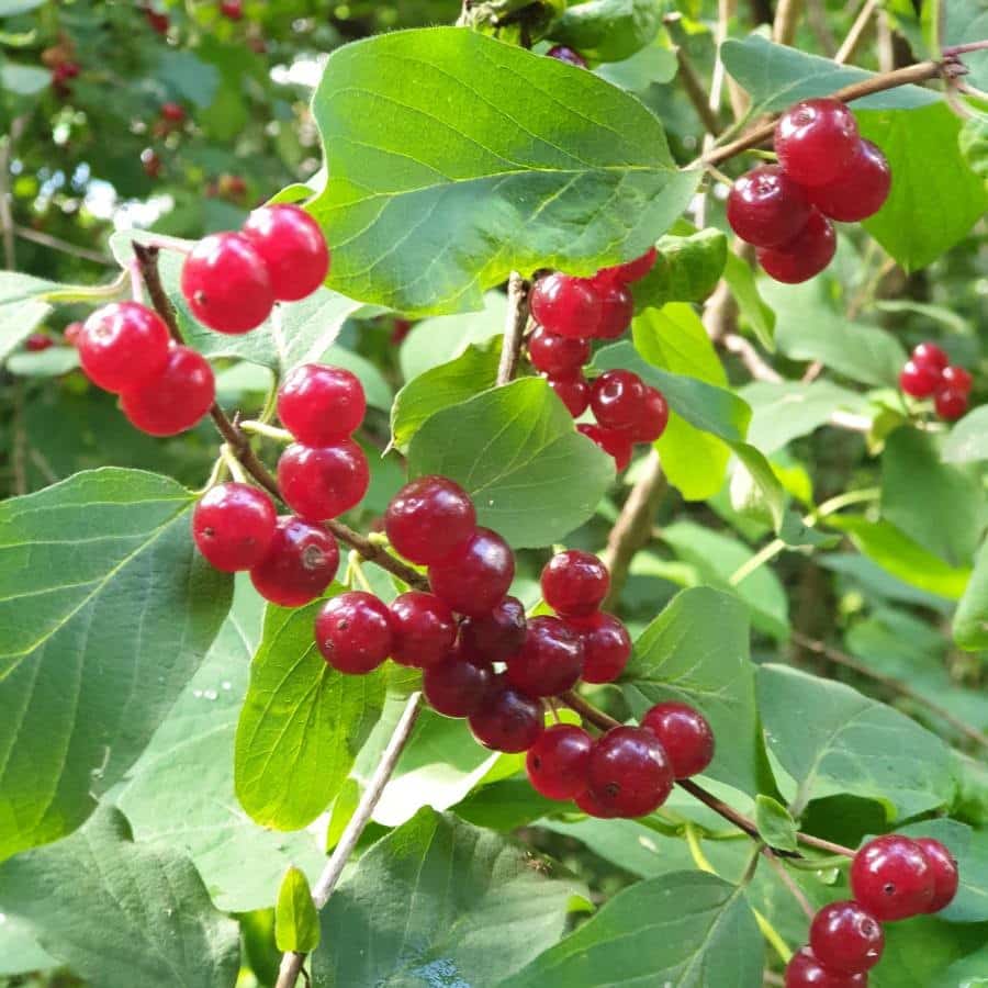 Les baies toxiques du Chèvrefeuille.