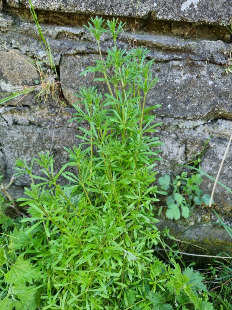 Le gaillet gratteron est une plante sauvage comestible