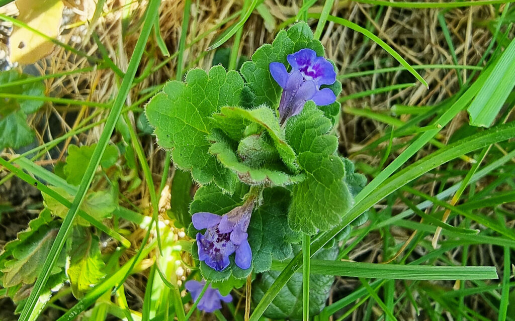 Lierre terrestre, plante comestible et médicinale