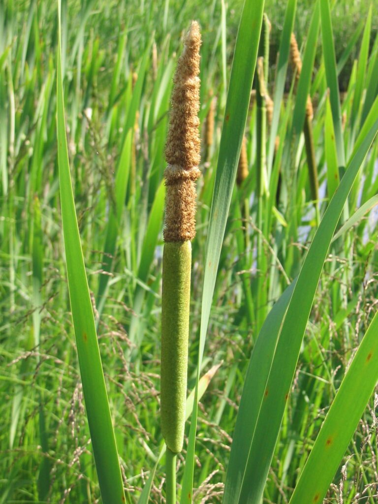 Inflorescence mâle et femelle