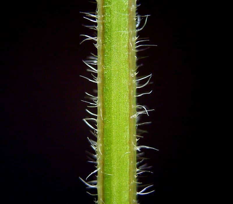 Tige du gaillet gratteron