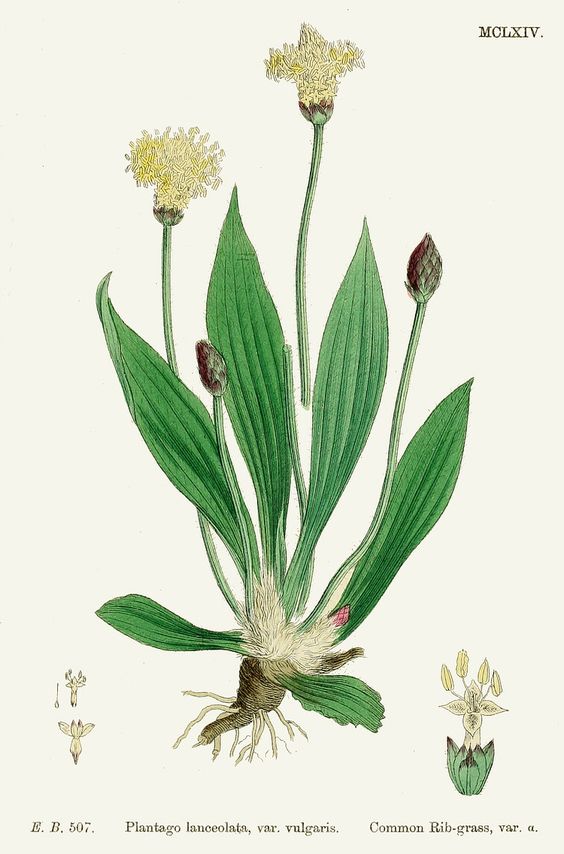 Le plantain est une plante comestible de survie. Facile à reconnaître.