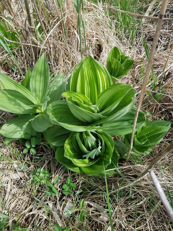 On peut confondre le plantain lancéolé ou le plantain major avec cette plante.