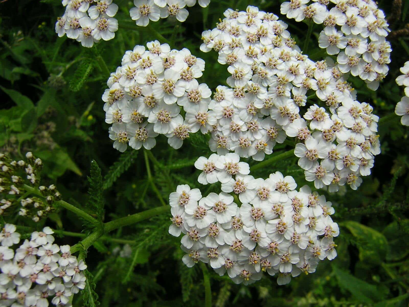 L'achillée millefeuille est une plante sauvage à fleurs blanches et comestible.