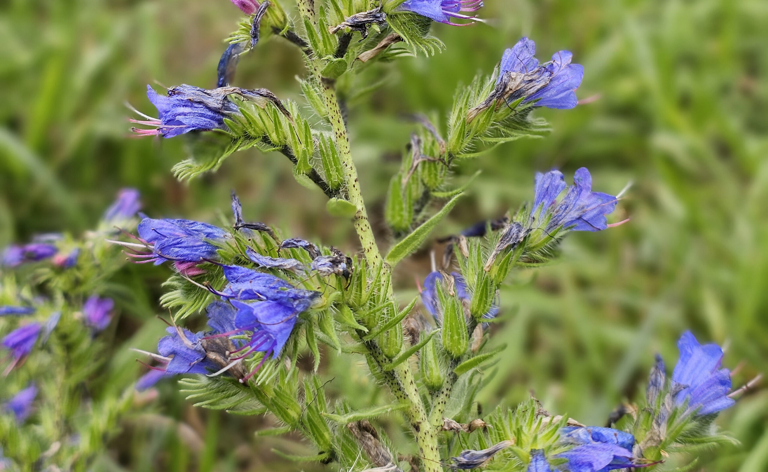La vipérine commune est une plante comestible. Découvrez ses propriétés.