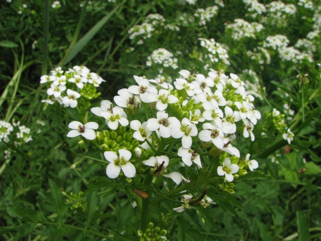Autre plante sauvage à fleurs blanches : le cresson officinal.