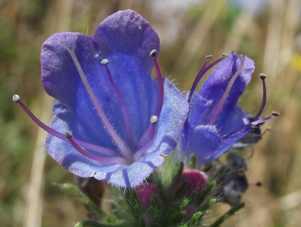 Fleurs de la vipérine