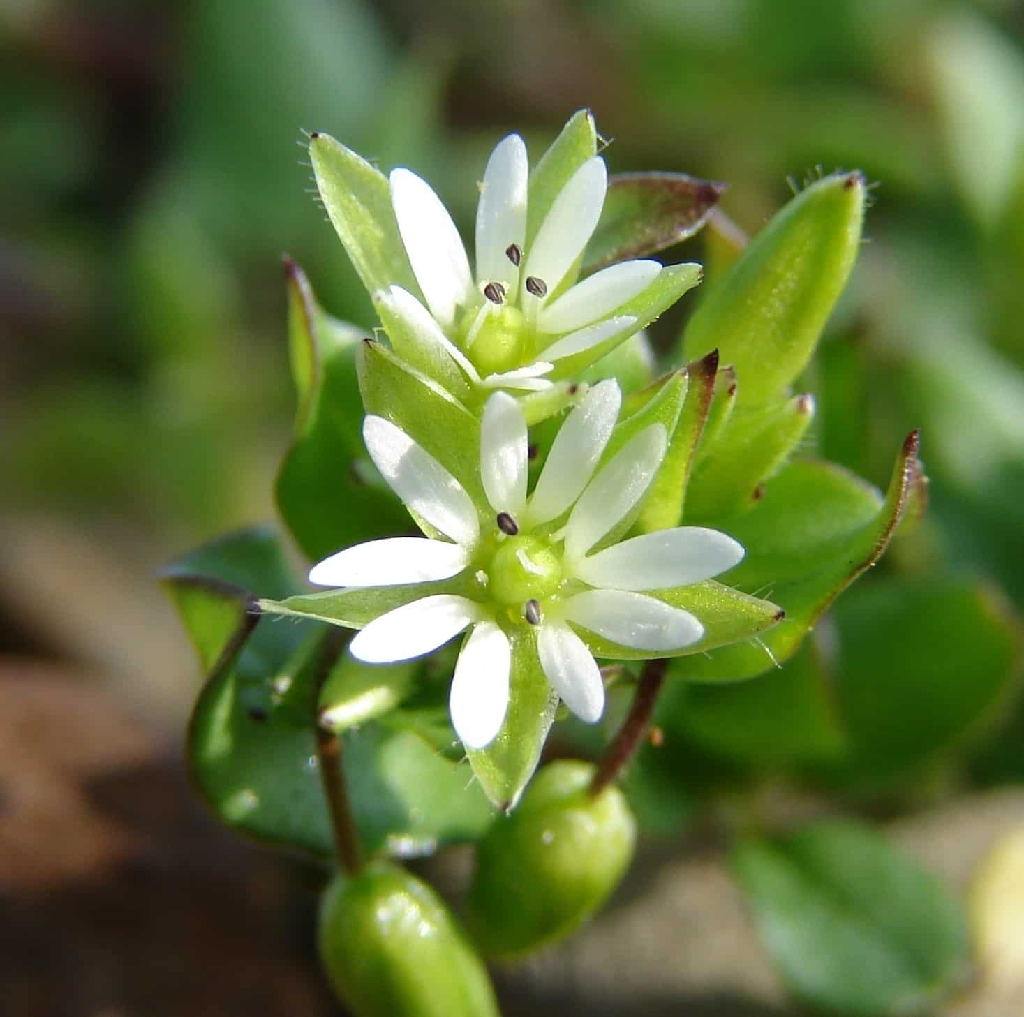 Les fleurs blanches du mouron des oiseaux.