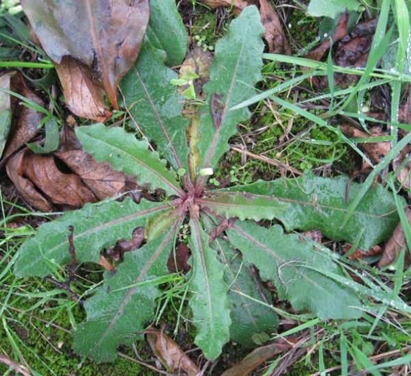 Picride fausse vipérine, à ne pas confonde avec la vipérine commune. Crédit photo : Bertrand BUI - Tela Botanica - CC-BY-SA 2.0 FR