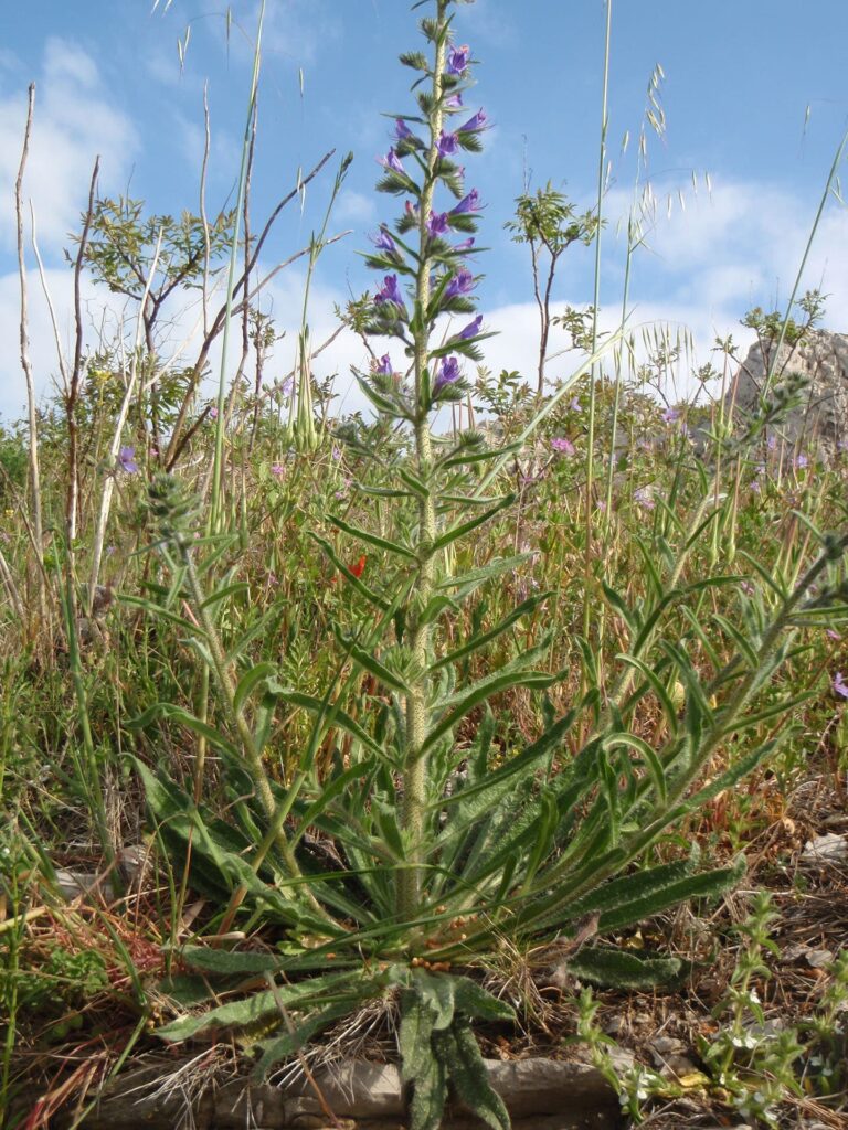 La vipérine commune, une plante de survie