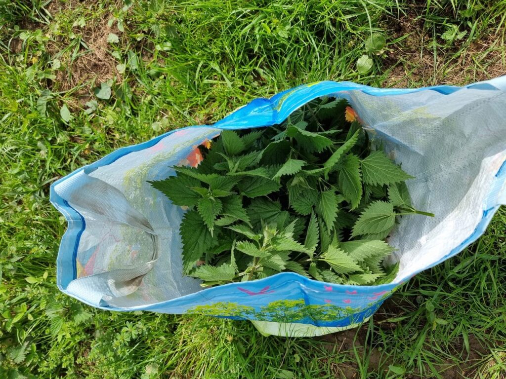 L'ortie est l'une des plantes les plus abondantes.