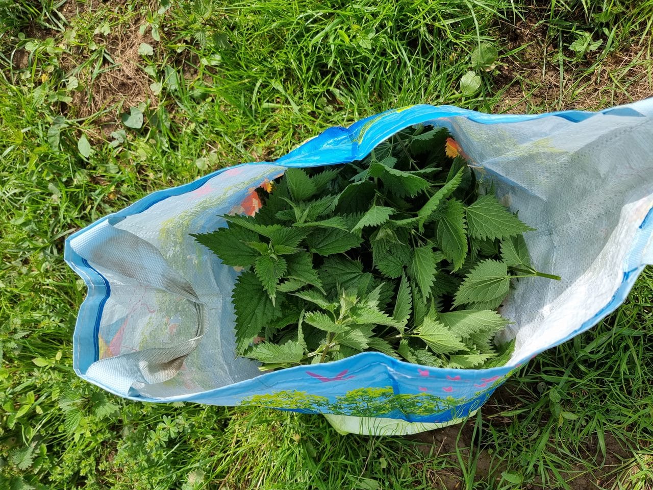 L'ortie est l'une des plantes les plus abondantes.