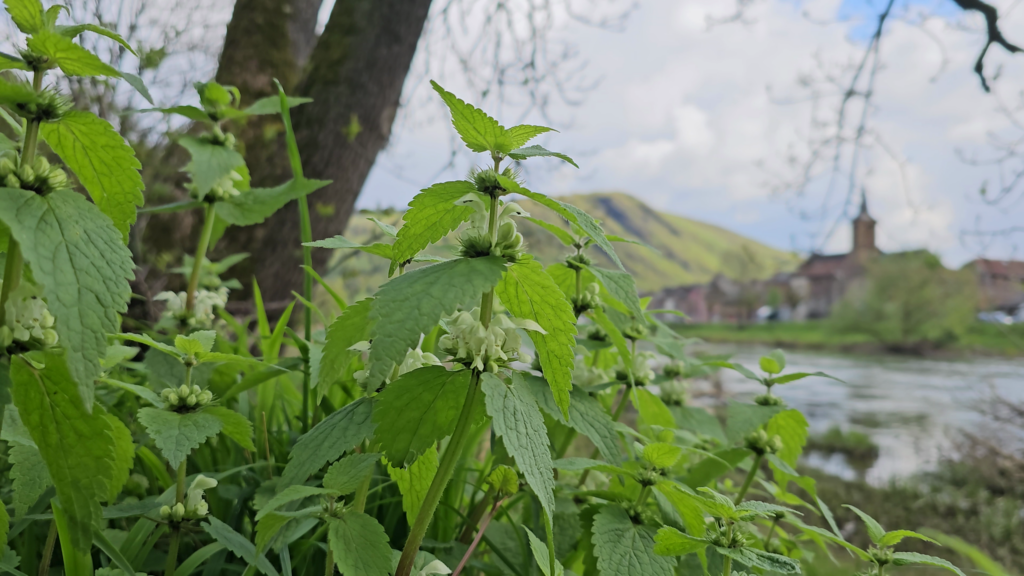 Lamium album - Lamier blanc