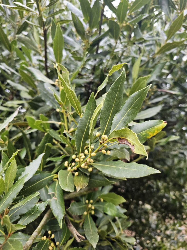 Laurier noble - laurus nobilis