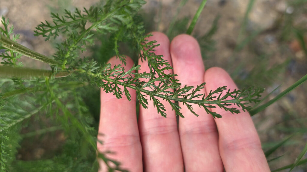 Feuille de l'achillée millefeuille (Achillea millefolium)