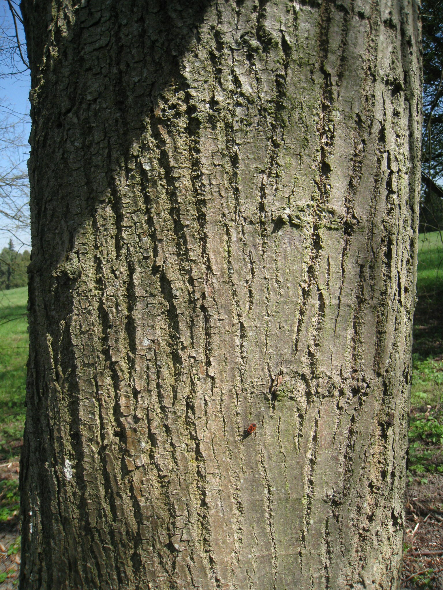 Ecorce de tilia cordata