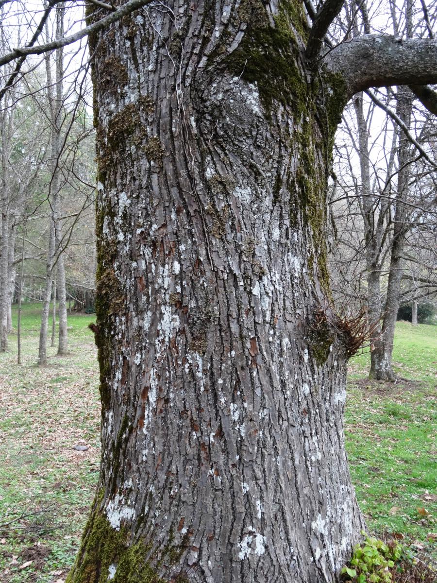 écorce du tilleul à petites feuilles tilia cordata