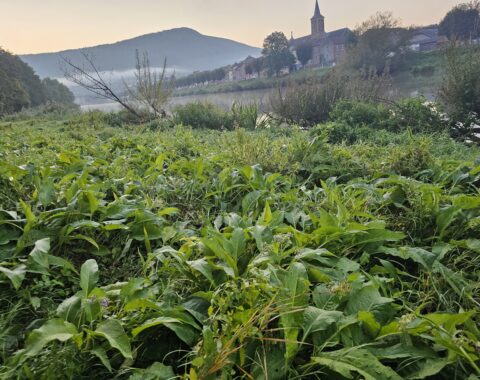 Cueillette responsable de consoude officinale.