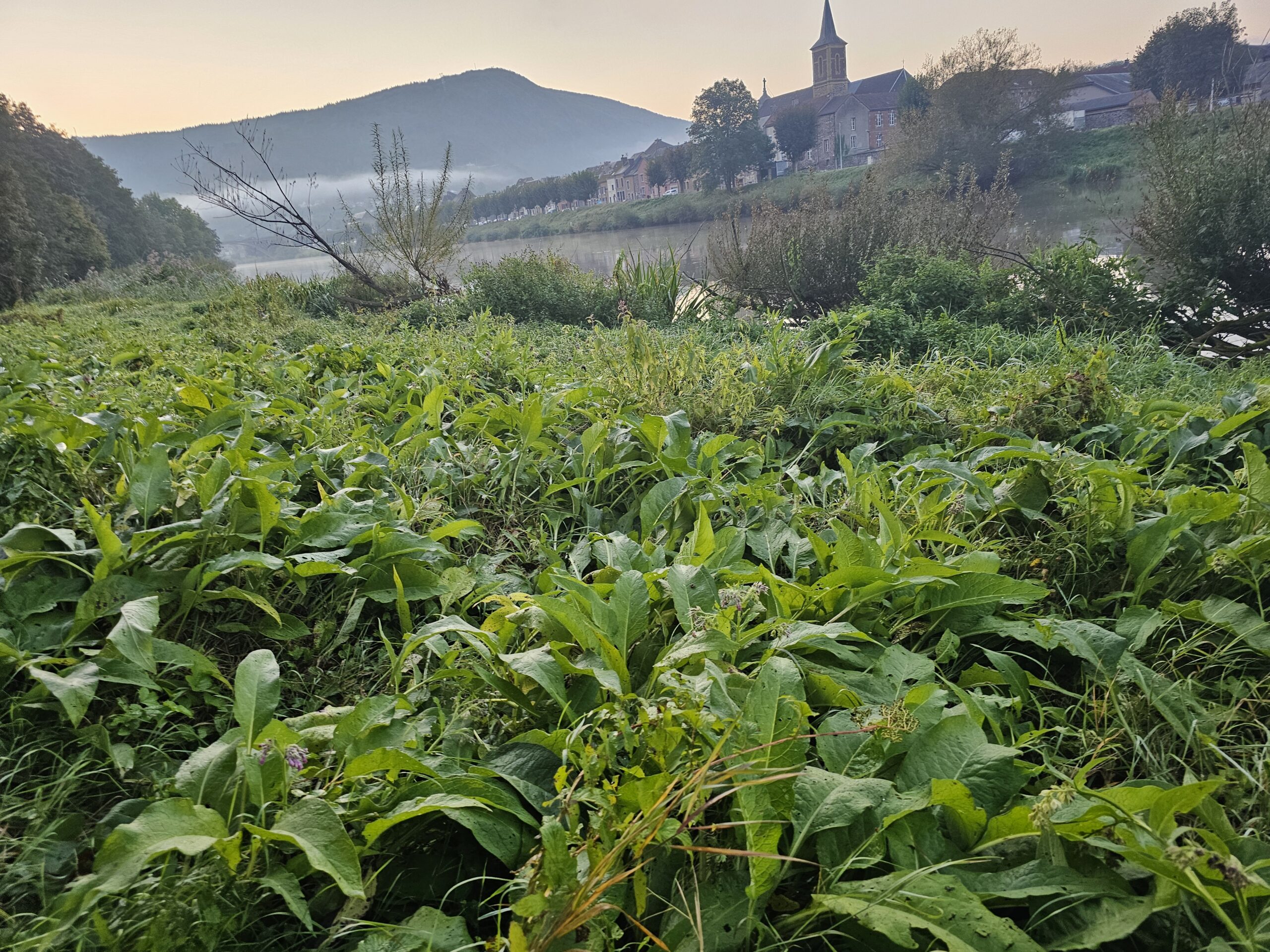 Cueillette responsable de consoude officinale.
