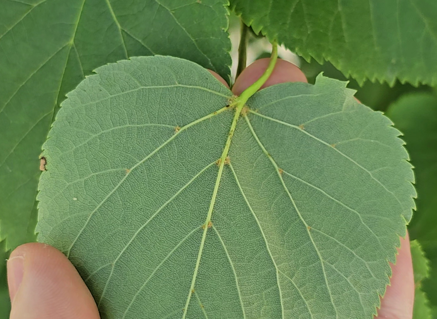 Dessous feuilles du tilleul à petites feuilles (tilia cordata)