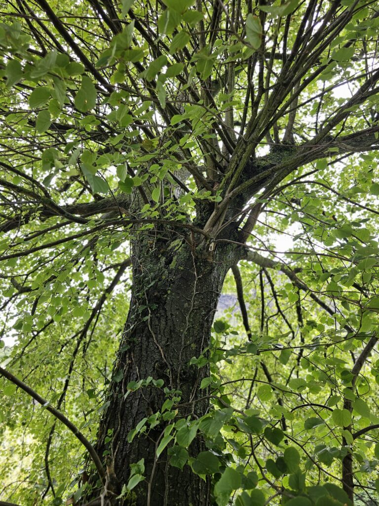 tilleul à petites feuilles, tilia cordata comestible