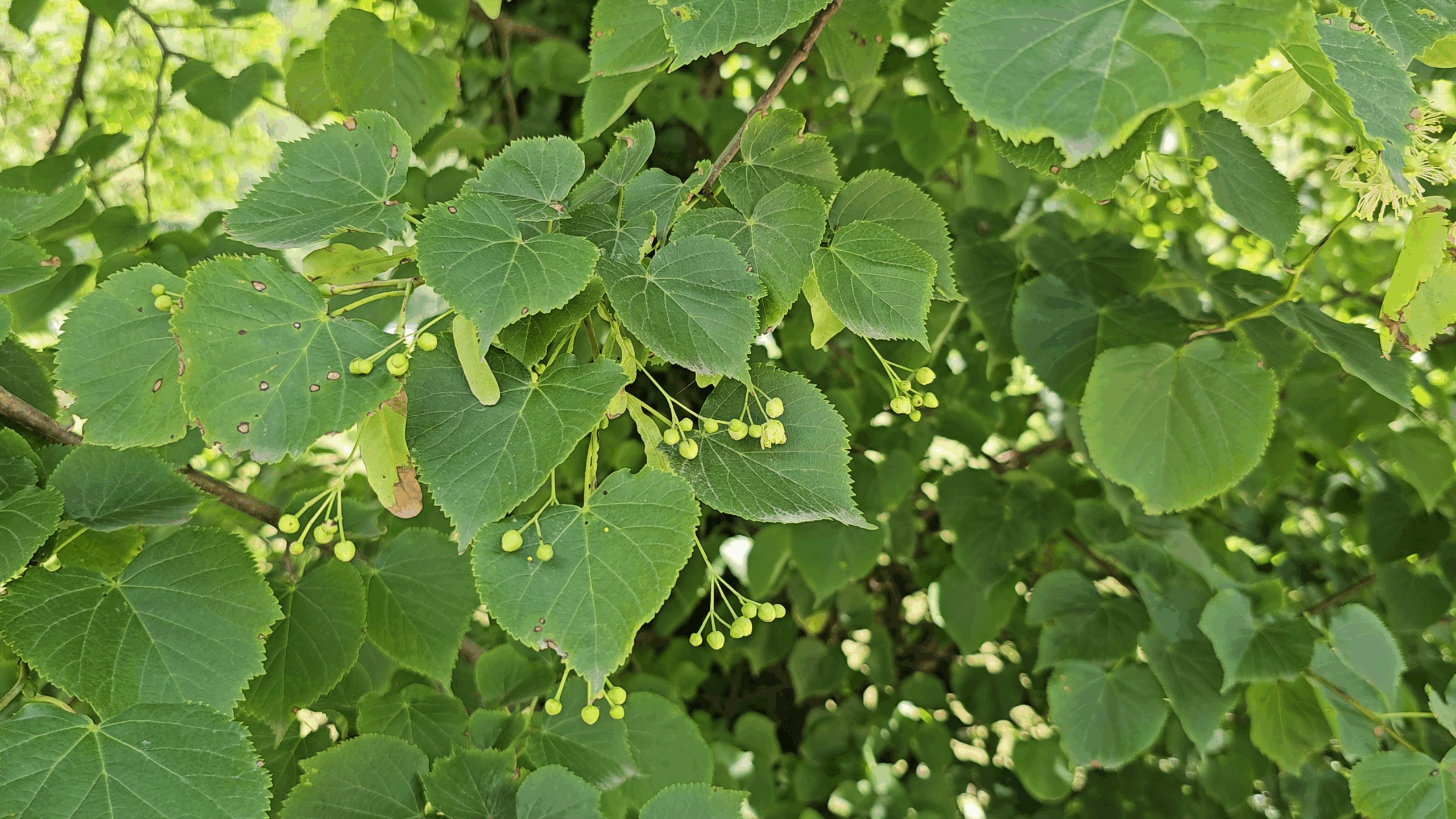 tilleul à petites feuilles3