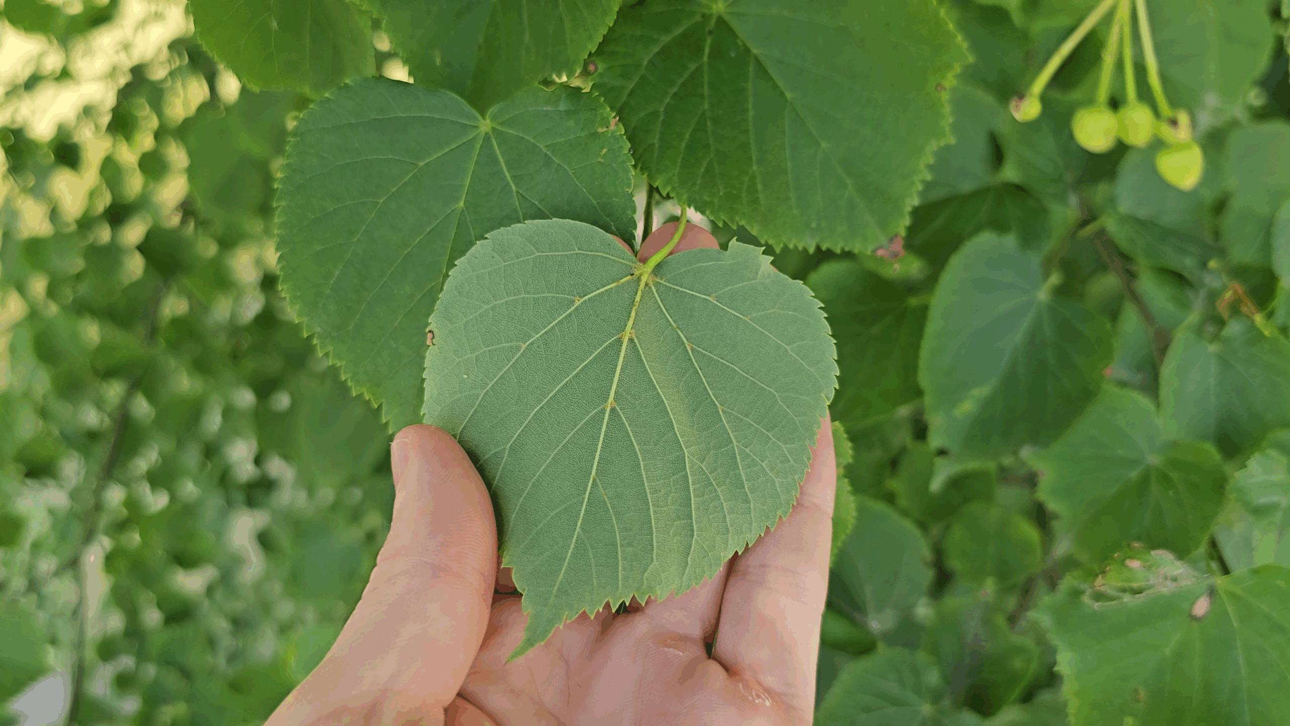 tilleul à petites feuilles4