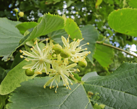 Fleurs du tilleul à petites feuilles (tilia cordata)