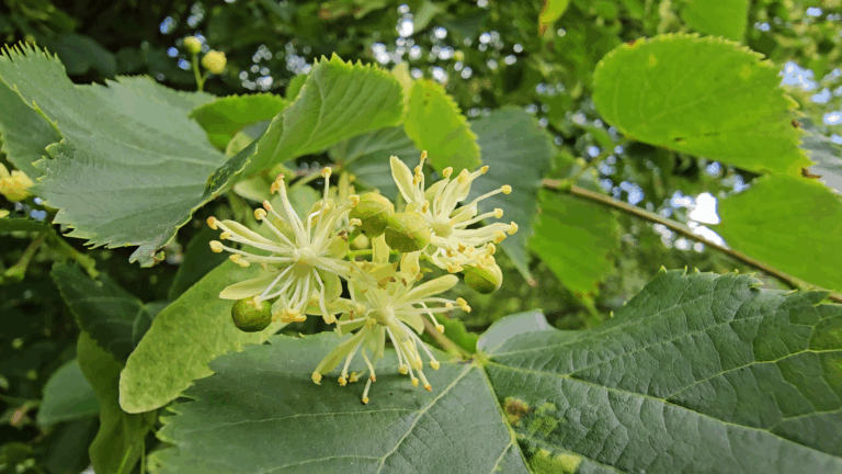 Fleurs du tilleul à petites feuilles (tilia cordata)