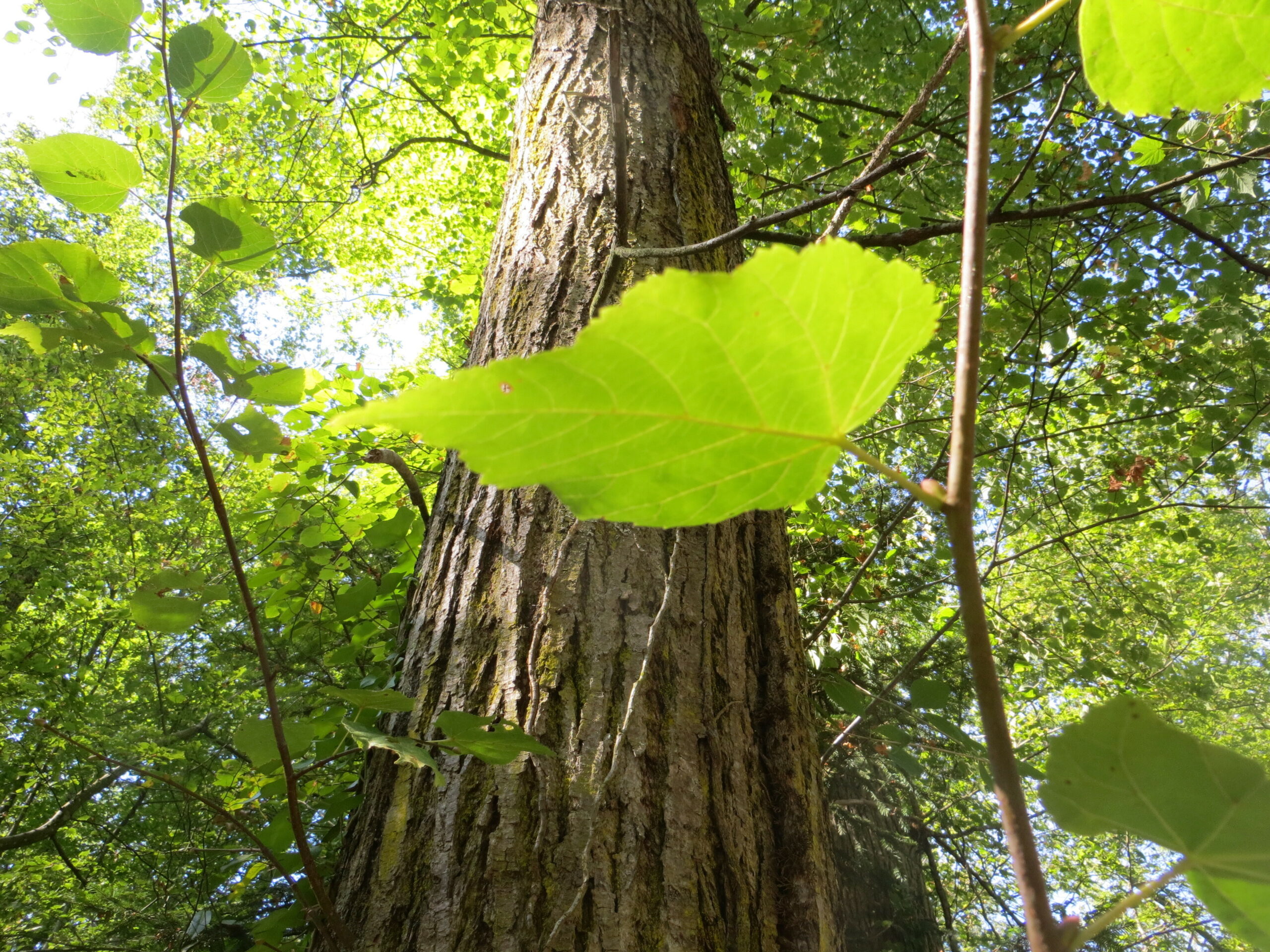 tronc tilleul à petites feuilles
