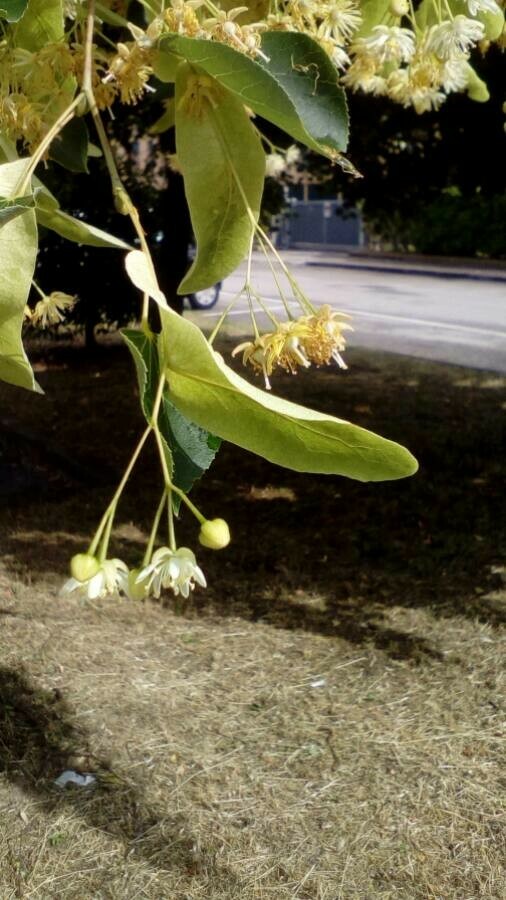 bractée tilleul à petites feuilles