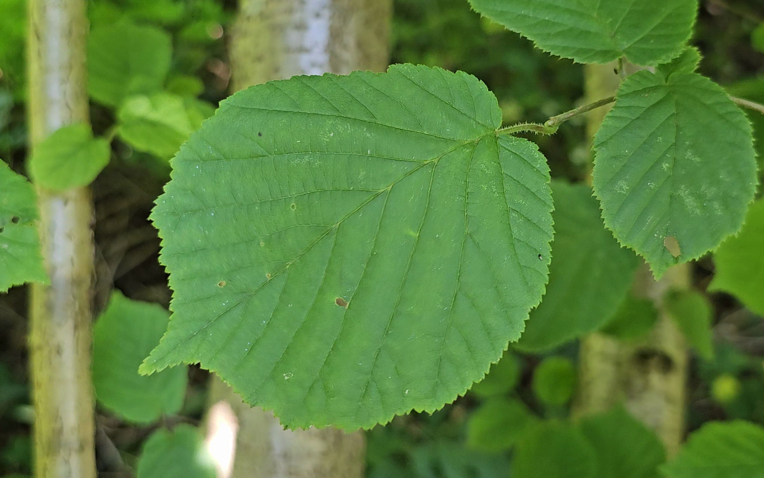 feuille de noisetier