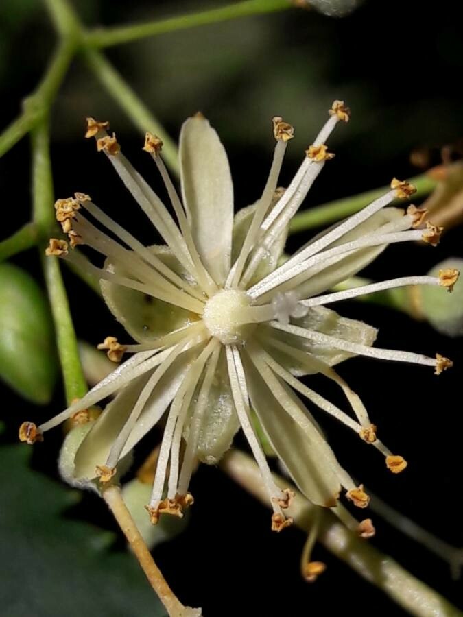 fleur tilleul cordata