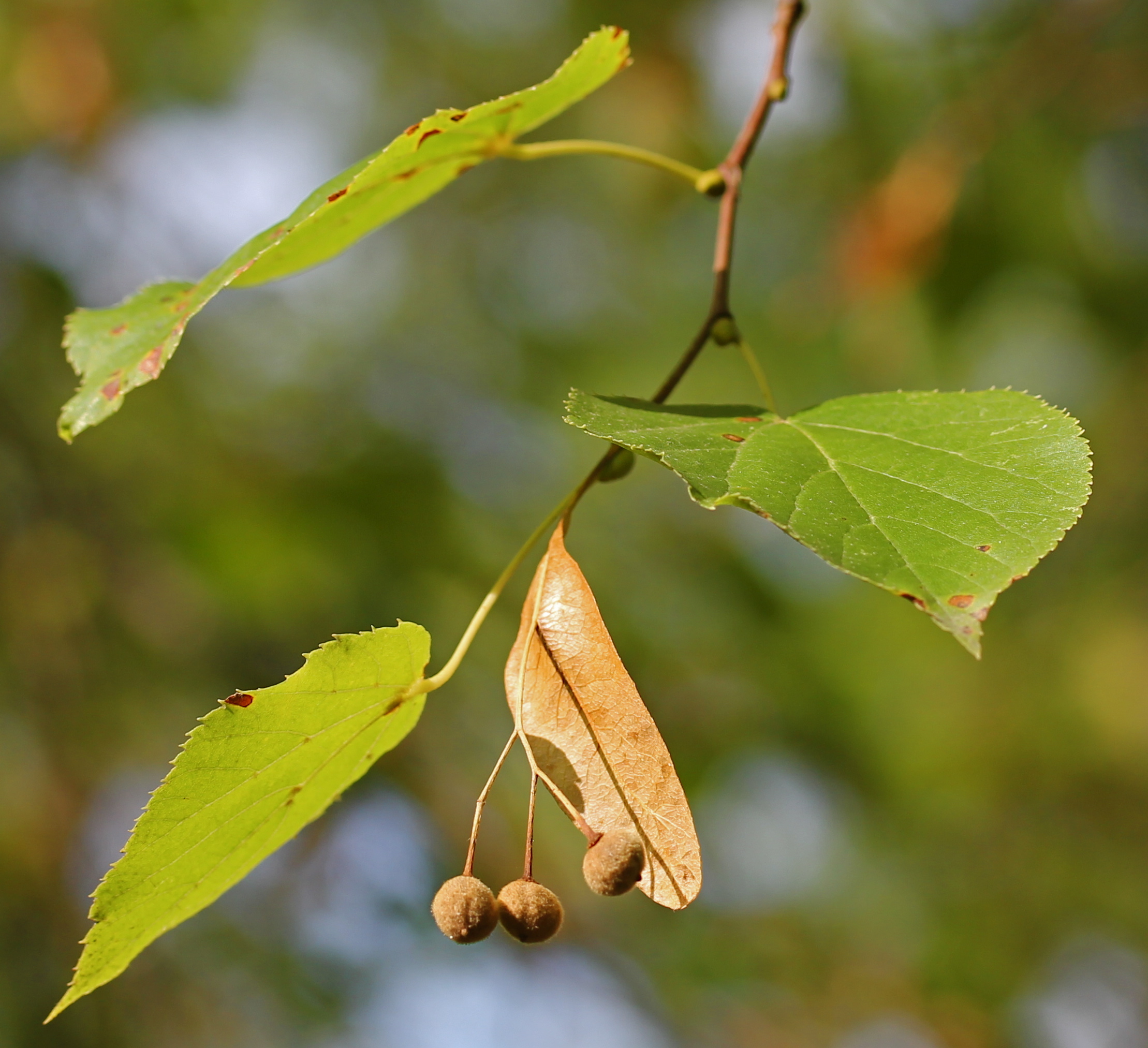 fruits tilleul à petites feuilles comestibles
