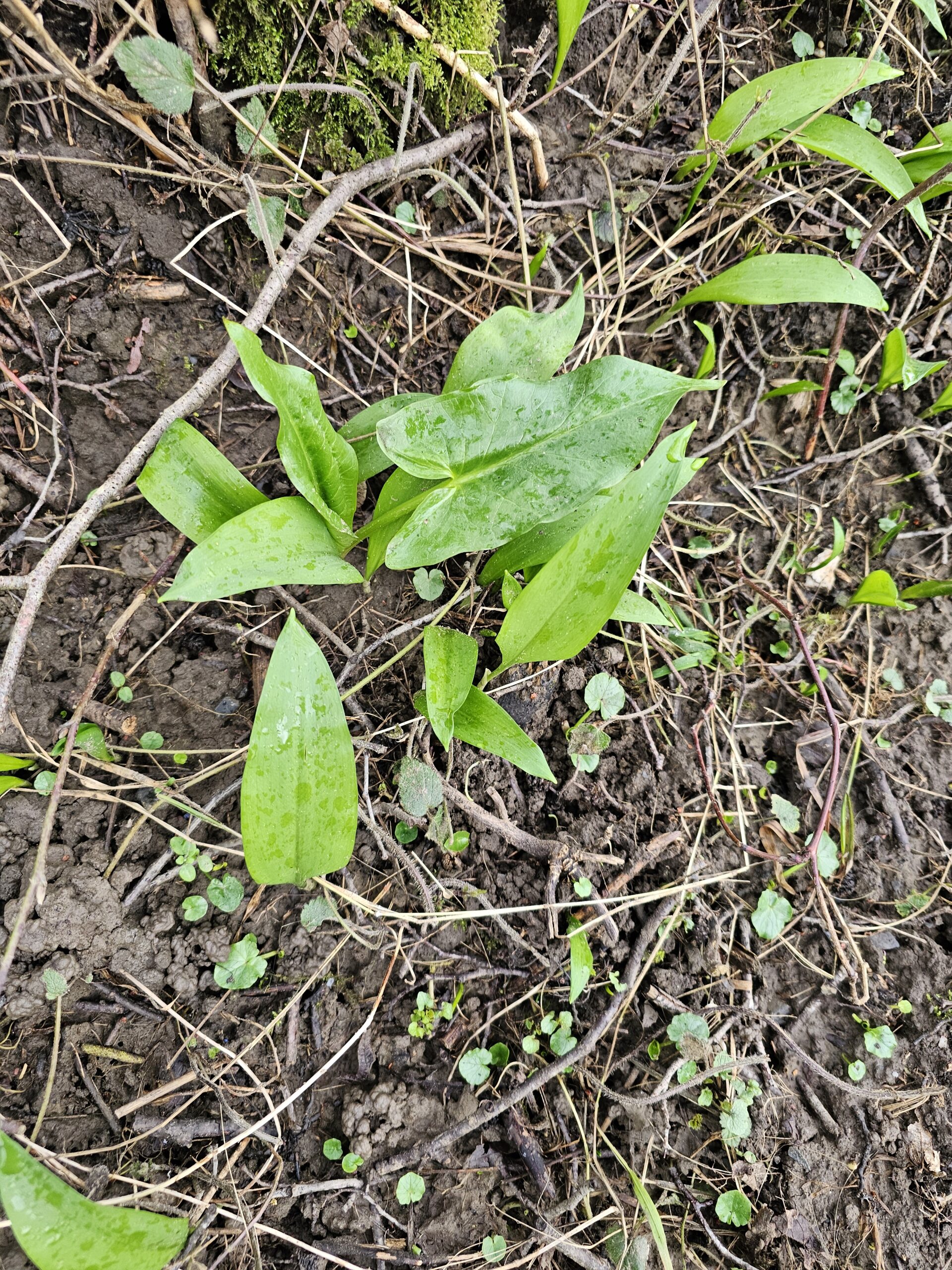 ail des ours et arum sauvage l'un à côté de l'autre