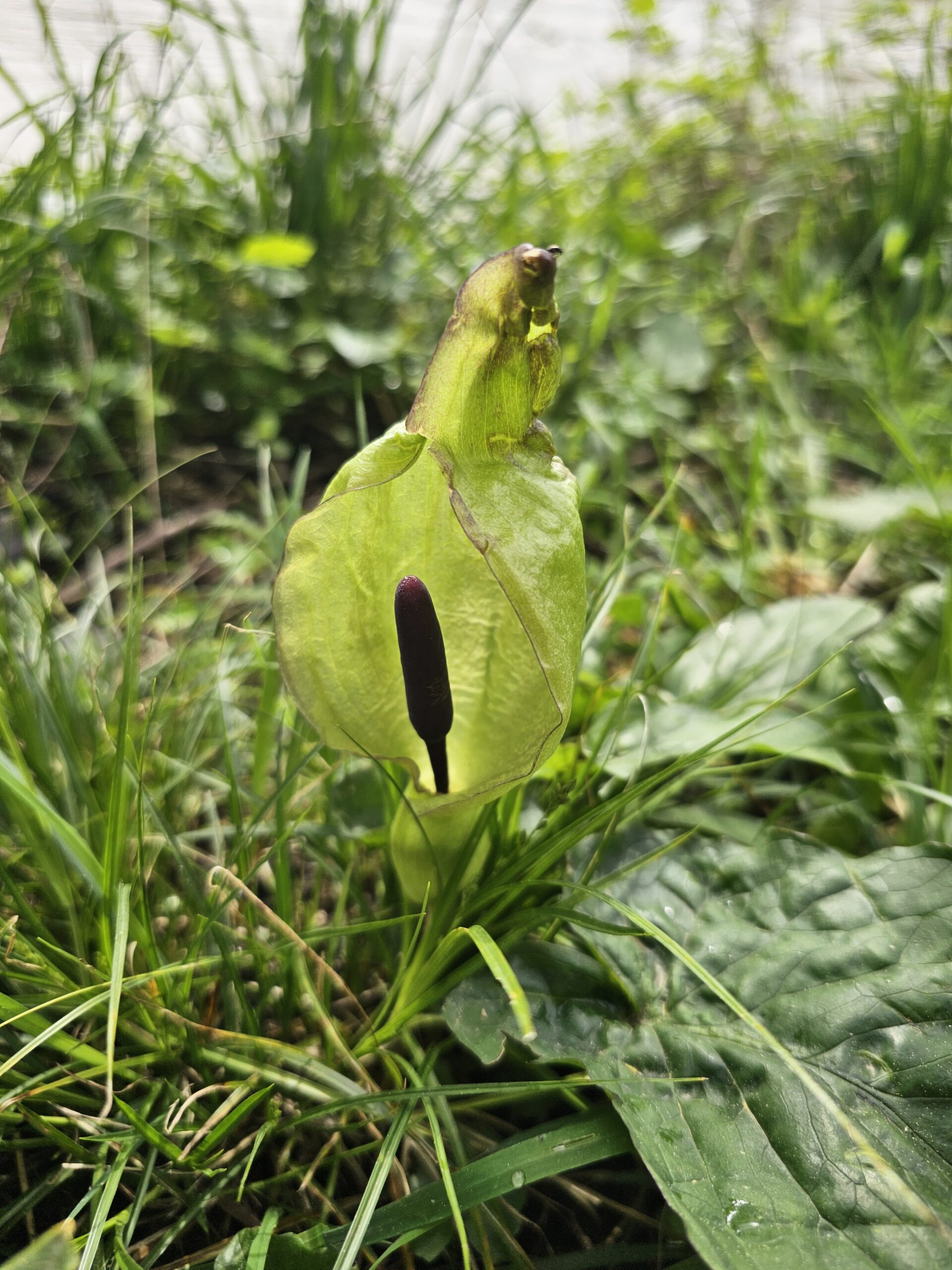 arum maculatum, arum sauvage, spathe