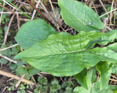 arum maculatum - L'arum tacheté