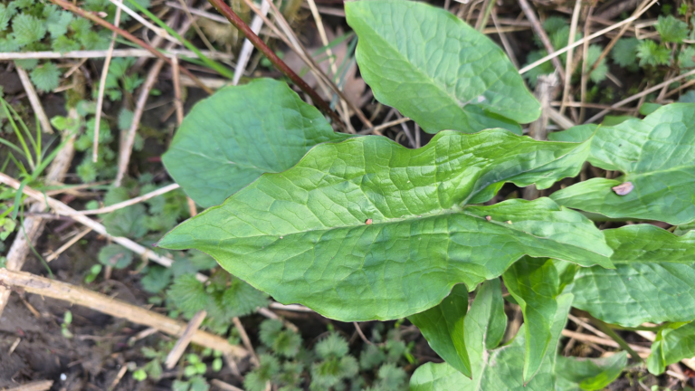 arum maculatum - L'arum tacheté