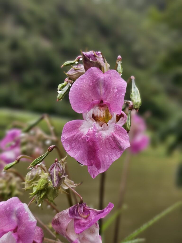 balsamine de l'himalaya