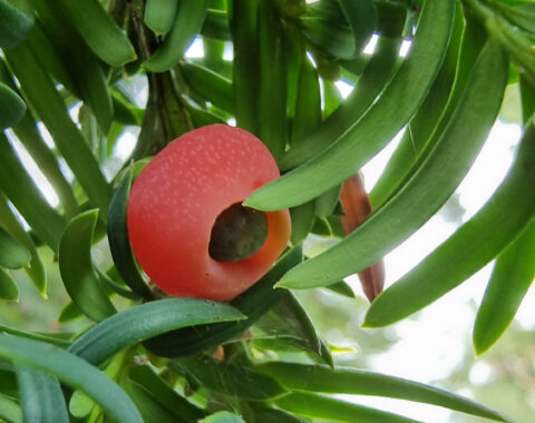 L'if commun, un arbre mortel et toxique