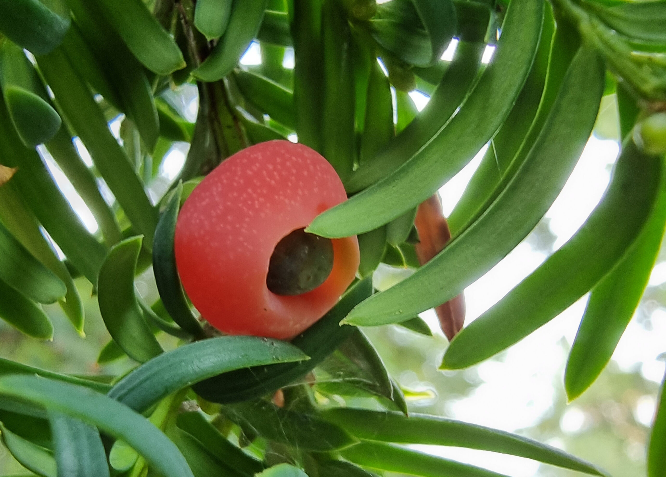 L'if commun, un arbre mortel et toxique