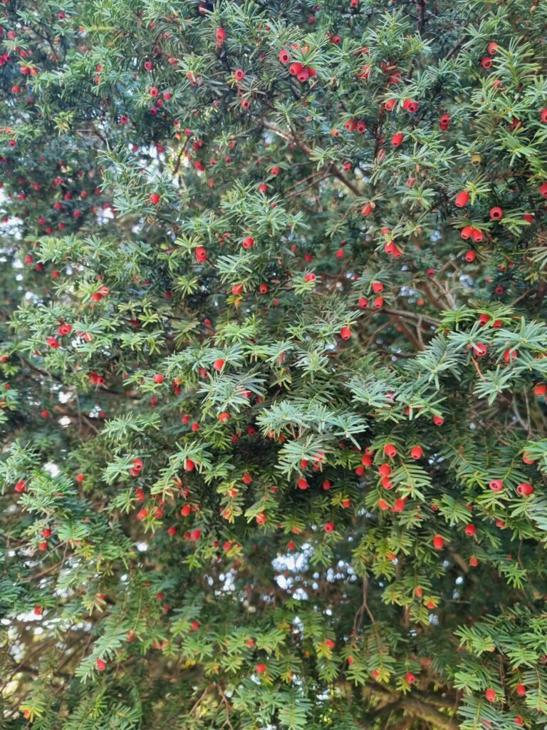 If commun comestible ?